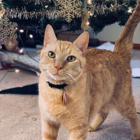 Meet your Posher, Alexa - Picture 1 of 1